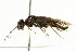 ( - CNCHYM 02073)  @11 [ ] CreativeCommons - Attribution (2011) CNC/CBG Photography Group Centre for Biodiversity Genomics