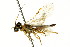  (Acantholyda zappei - CNCHYM 02075)  @11 [ ] CreativeCommons - Attribution (2011) CNC/CBG Photography Group Centre for Biodiversity Genomics