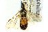  ( - CNCHYM 02133)  @11 [ ] CreativeCommons - Attribution (2011) CNC/CBG Photography Group Centre for Biodiversity Genomics