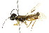  ( - CNCHYM 02134)  @11 [ ] CreativeCommons - Attribution (2011) CNC/CBG Photography Group Centre for Biodiversity Genomics