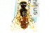  ( - CNCHYM 02145)  @11 [ ] CreativeCommons - Attribution (2011) CNC/CBG Photography Group Centre for Biodiversity Genomics