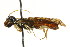  ( - CNCHYM 02147)  @12 [ ] CreativeCommons - Attribution (2011) CNC/CBG Photography Group Centre for Biodiversity Genomics