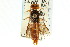  ( - CNCHYM 02156)  @13 [ ] CreativeCommons - Attribution (2011) CNC/CBG Photography Group Centre for Biodiversity Genomics