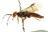  ( - CNCHYM 02157)  @13 [ ] CreativeCommons - Attribution (2011) CNC/CBG Photography Group Centre for Biodiversity Genomics