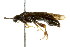  (Blasticotoma reducta - CNCHYM 02167)  @11 [ ] CreativeCommons - Attribution (2011) CNC/CBG Photography Group Centre for Biodiversity Genomics