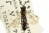  (Blasticotoma flavipes - CNCHYM 02168)  @11 [ ] CreativeCommons - Attribution (2011) CNC/CBG Photography Group Centre for Biodiversity Genomics