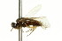  ( - CNCHYM 02174)  @11 [ ] CreativeCommons - Attribution (2011) CNC/CBG Photography Group Centre for Biodiversity Genomics