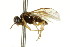  ( - CNCHYM 02175)  @11 [ ] CreativeCommons - Attribution (2011) CNC/CBG Photography Group Centre for Biodiversity Genomics