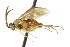  (Acorduloceridea atriceps - CNCHYM 02179)  @11 [ ] CreativeCommons - Attribution (2011) CNC/CBG Photography Group Centre for Biodiversity Genomics