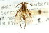  ( - CNCHYM 02180)  @11 [ ] CreativeCommons - Attribution (2011) CNC/CBG Photography Group Centre for Biodiversity Genomics