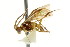  ( - CNCHYM 02181)  @11 [ ] CreativeCommons - Attribution (2011) CNC/CBG Photography Group Centre for Biodiversity Genomics