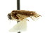  ( - CNCHYM 02183)  @11 [ ] CreativeCommons - Attribution (2011) CNC/CBG Photography Group Centre for Biodiversity Genomics
