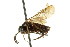  ( - CNCHYM 02188)  @11 [ ] CreativeCommons - Attribution (2011) CNC/CBG Photography Group Centre for Biodiversity Genomics