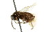  ( - CNCHYM 02189)  @11 [ ] CreativeCommons - Attribution (2011) CNC/CBG Photography Group Centre for Biodiversity Genomics