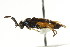  ( - CNCHYM 02191)  @11 [ ] CreativeCommons - Attribution (2011) CNC/CBG Photography Group Centre for Biodiversity Genomics