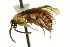  ( - CNCHYM 02196)  @11 [ ] CreativeCommons - Attribution (2011) CNC/CBG Photography Group Centre for Biodiversity Genomics