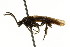  ( - CNCHYM 02197)  @11 [ ] CreativeCommons - Attribution (2011) CNC/CBG Photography Group Centre for Biodiversity Genomics