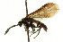  (Decameria noxua - CNCHYM 02198)  @11 [ ] CreativeCommons - Attribution (2011) CNC/CBG Photography Group Centre for Biodiversity Genomics