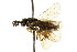  ( - CNCHYM 02402)  @13 [ ] CreativeCommons - Attribution (2011) CNC/CBG Photography Group Centre for Biodiversity Genomics