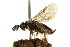  ( - CNCHYM 02404)  @11 [ ] CreativeCommons - Attribution (2011) CNC/CBG Photography Group Centre for Biodiversity Genomics
