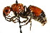  ( - CNCHYM 03513)  @11 [ ] CreativeCommons - Attribution (2011) CNC/CBG Photography Group Centre for Biodiversity Genomics