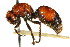  ( - CNCHYM 03514)  @11 [ ] CreativeCommons - Attribution (2011) CNC/CBG Photography Group Centre for Biodiversity Genomics