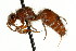  ( - CNCHYM 03525)  @11 [ ] CreativeCommons - Attribution (2011) CNC/CBG Photography Group Centre for Biodiversity Genomics
