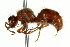 ( - CNCHYM 03528)  @11 [ ] CreativeCommons - Attribution (2011) CNC/CBG Photography Group Centre for Biodiversity Genomics