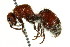  ( - CNCHYM 03536)  @11 [ ] CreativeCommons - Attribution (2011) CNC/CBG Photography Group Centre for Biodiversity Genomics