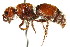  ( - CNCHYM 03561)  @11 [ ] CreativeCommons - Attribution (2011) CNC/CBG Photography Group Centre for Biodiversity Genomics