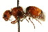  ( - CNCHYM 03563)  @11 [ ] CreativeCommons - Attribution (2011) CNC/CBG Photography Group Centre for Biodiversity Genomics