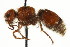  ( - CNCHYM 03564)  @11 [ ] CreativeCommons - Attribution (2011) CNC/CBG Photography Group Centre for Biodiversity Genomics