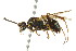  ( - CNCHYM 03571)  @11 [ ] CreativeCommons - Attribution (2011) CNC/CBG Photography Group Centre for Biodiversity Genomics