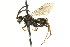  ( - CNCHYM 03572)  @11 [ ] CreativeCommons - Attribution (2011) CNC/CBG Photography Group Centre for Biodiversity Genomics