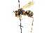  ( - CNCHYM 03573)  @11 [ ] CreativeCommons - Attribution (2011) CNC/CBG Photography Group Centre for Biodiversity Genomics