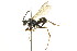  ( - CNCHYM 03574)  @11 [ ] CreativeCommons - Attribution (2011) CNC/CBG Photography Group Centre for Biodiversity Genomics