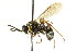  ( - CNCHYM 03575)  @11 [ ] CreativeCommons - Attribution (2011) CNC/CBG Photography Group Centre for Biodiversity Genomics