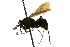  ( - CNCHYM 03641)  @11 [ ] CreativeCommons - Attribution (2011) CNC/CBG Photography Group Centre for Biodiversity Genomics