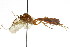  ( - CNCHYM 04162)  @11 [ ] CreativeCommons - Attribution (2011) CNC/CBG Photography Group Centre for Biodiversity Genomics