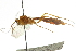  ( - CNCHYM 04163)  @11 [ ] CreativeCommons - Attribution (2011) CNC/CBG Photography Group Centre for Biodiversity Genomics