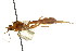 ( - CNCHYM 04165)  @11 [ ] CreativeCommons - Attribution (2011) CNC/CBG Photography Group Centre for Biodiversity Genomics