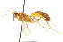  ( - CNCHYM 04166)  @11 [ ] CreativeCommons - Attribution (2011) CNC/CBG Photography Group Centre for Biodiversity Genomics