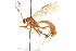 (Netelia arizonensis - CNCHYM 04167)  @11 [ ] CreativeCommons - Attribution (2011) CNC/CBG Photography Group Centre for Biodiversity Genomics