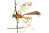  ( - CNCHYM 04170)  @13 [ ] CreativeCommons - Attribution (2011) CNC/CBG Photography Group Centre for Biodiversity Genomics