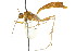  ( - CNCHYM 04171)  @11 [ ] CreativeCommons - Attribution (2011) CNC/CBG Photography Group Centre for Biodiversity Genomics