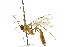  (Netelia pagoni - CNCHYM 04172)  @11 [ ] CreativeCommons - Attribution (2011) CNC/CBG Photography Group Centre for Biodiversity Genomics