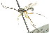  ( - CNCHYM 04174)  @11 [ ] CreativeCommons - Attribution (2011) CNC/CBG Photography Group Centre for Biodiversity Genomics