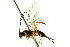  ( - CNCHYM 04188)  @11 [ ] CreativeCommons - Attribution (2011) CNC/CBG Photography Group Centre for Biodiversity Genomics