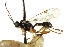  ( - CNCHYM 04189)  @11 [ ] CreativeCommons - Attribution (2011) CNC/CBG Photography Group Centre for Biodiversity Genomics