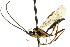  ( - CNCHYM 04198)  @11 [ ] CreativeCommons - Attribution (2011) CNC/CBG Photography Group Centre for Biodiversity Genomics